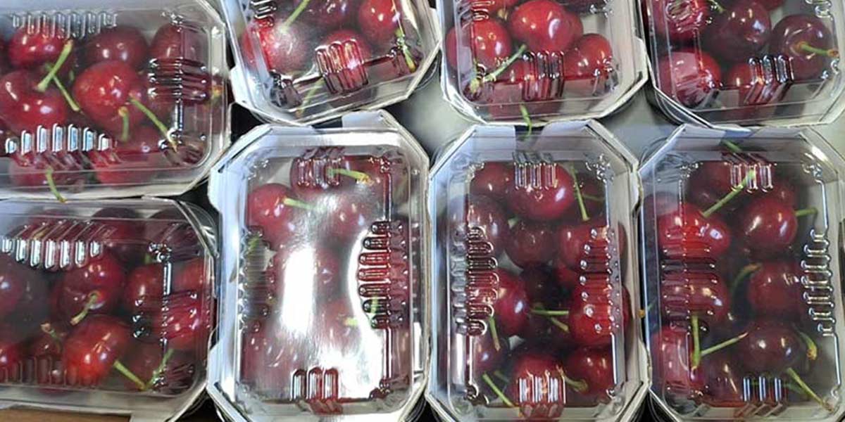 Ciliegie: le prime spagnole piazzate a 100 euro al chilo